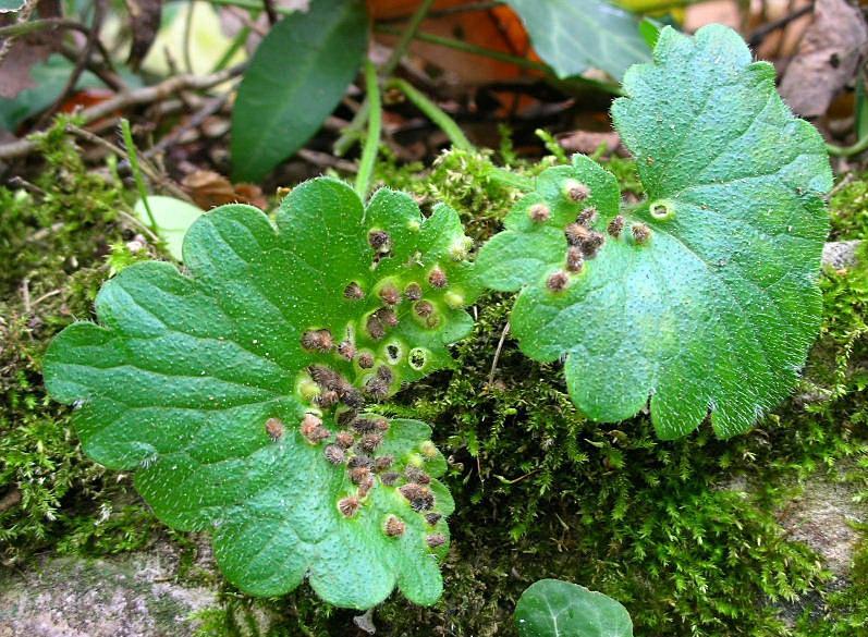 Galle del Cecidomyiidae Rondaniola bursaria?